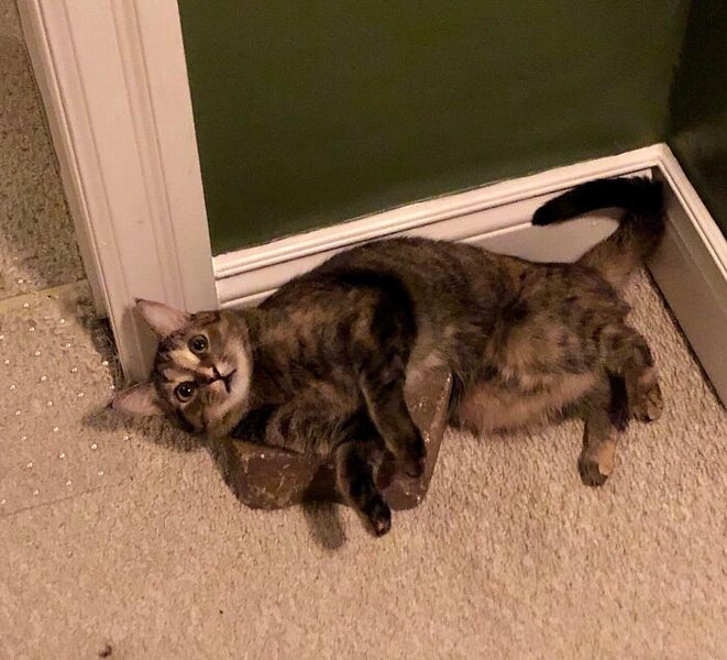 88 Times Cats Made Their Owners Wonder “What’s Wrong With My Cat”