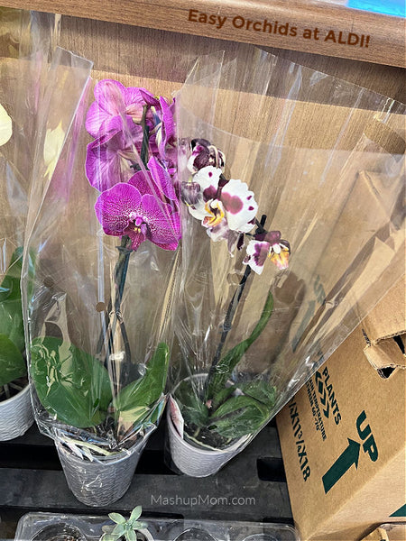 Asian Week and Valentine’s flowers: ALDI Finds week of 2/9/22