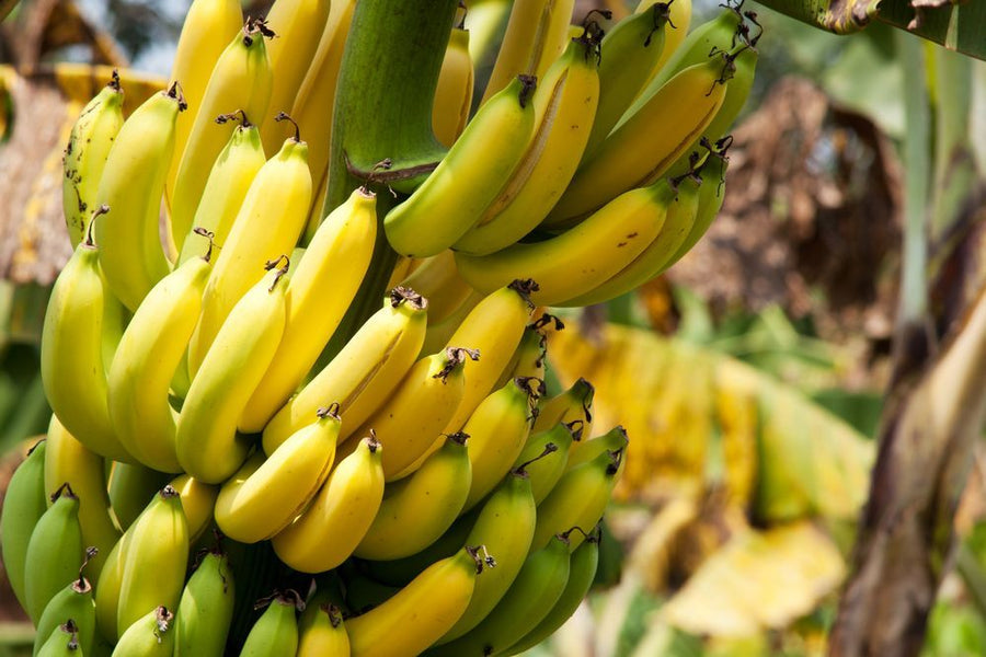 How to Store Bananas: Tips and Tricks for Easy Banana Storing
