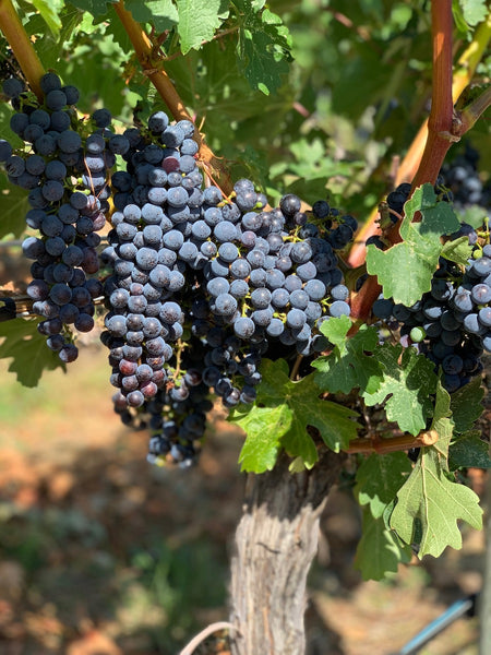 Last year at about this very time I tried to get in a visit to Lariana only to find they had just recently closed for the season