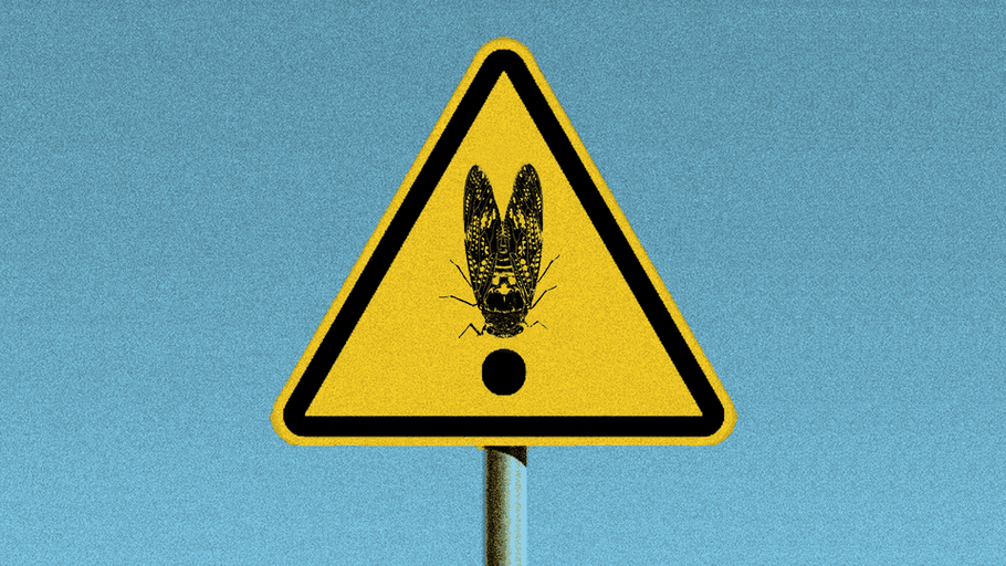 Cicada Hijinks Are an American Tradition