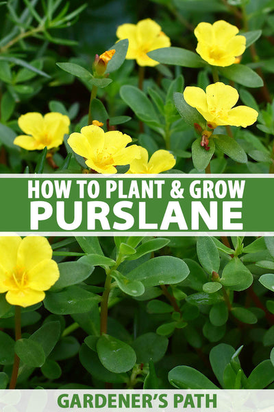 How to Plant and Grow Purslane